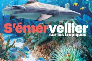 Echappée Tropicale_Affiche_A4 Portrait (Requin)-min